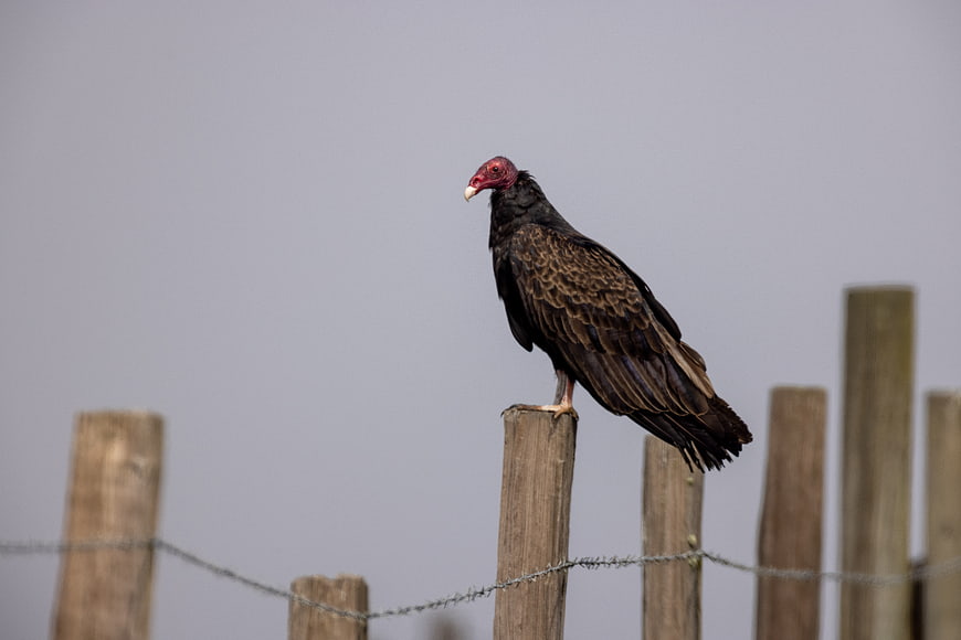 Turkey Vulture Perched on Wooden Fence Post Against Gray Sky