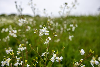 White Wildflowers in Green Field with Bokeh Background