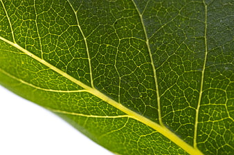 Macro Close-Up of Green Leaf Veins and Texture
