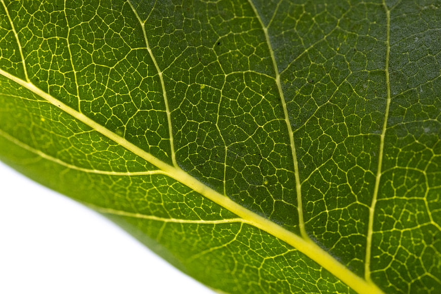 Macro Close-Up of Green Leaf Veins and Texture