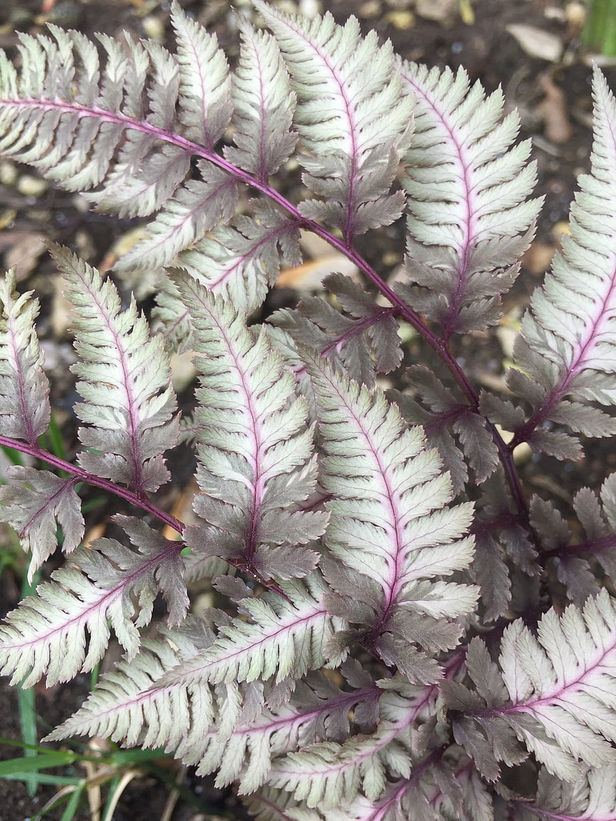 Close-up of Silver Fern with Purple Veins in Garden Soil