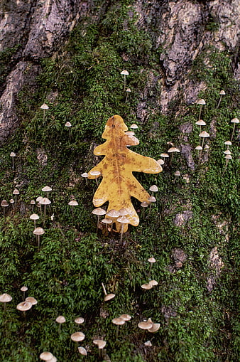 Yellow Oak Leaf on Mossy Tree Bark with Mushrooms