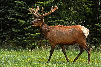Male Elk with Antlers Grazing in Green Meadow