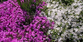 Vibrant Pink and White Phlox Flowers in Garden