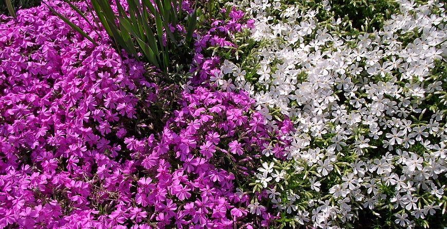 Vibrant Pink and White Phlox Flowers in Garden
