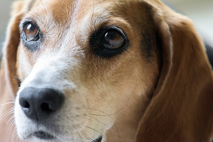 Close-up Portrait of a Beagle Dog Face