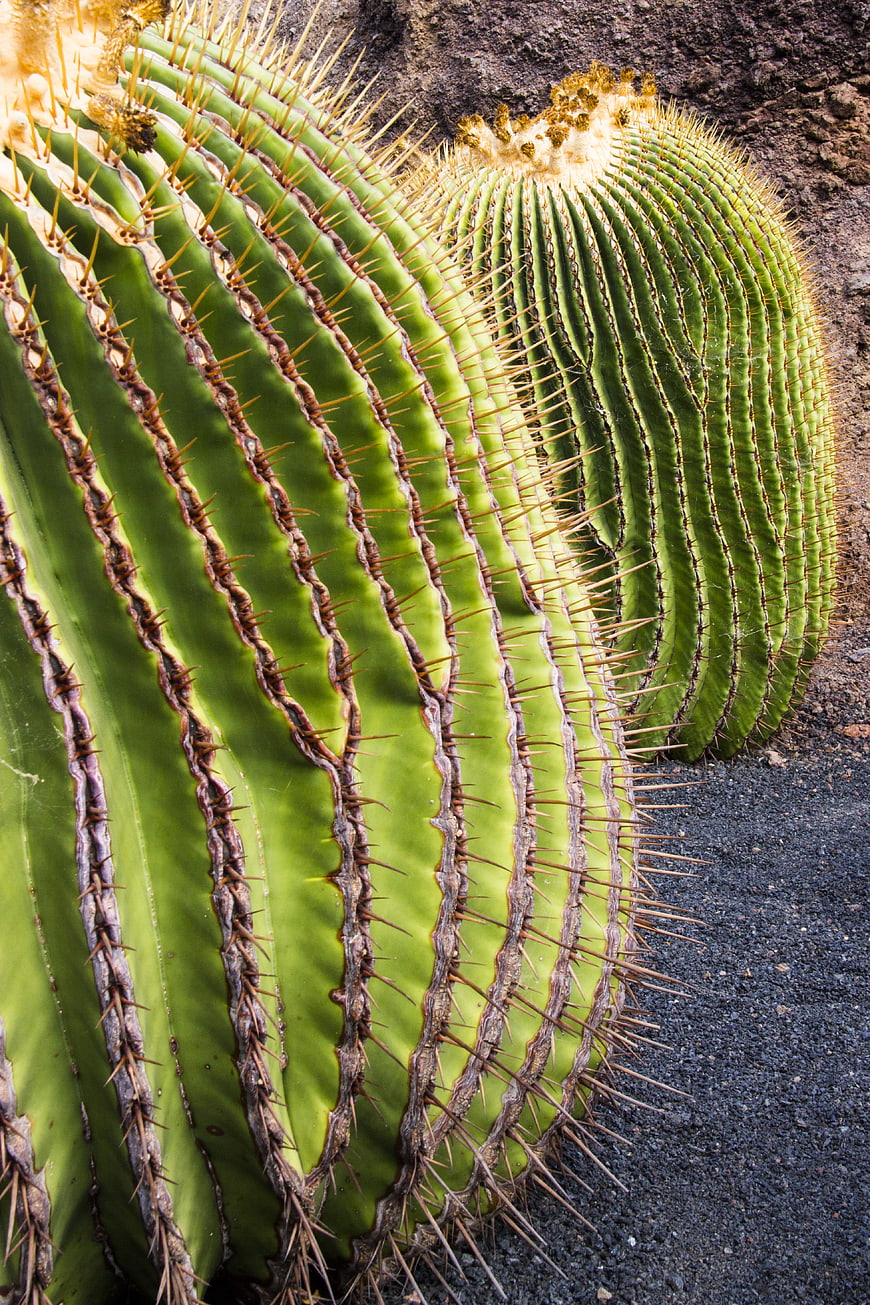 Close-up of Saguaro Cactus Ribs and Spines