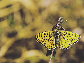 Yellow butterfly with black spots on a stem