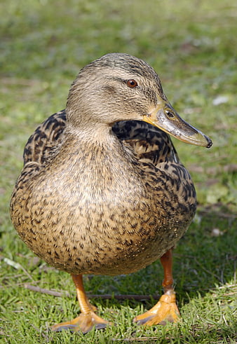 Close-up of a female mallard duck standing on grass