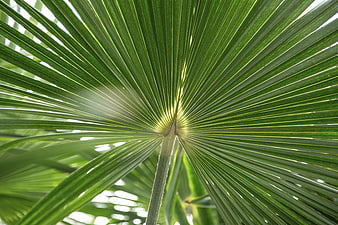 Close-up of vibrant green palm leaf with radial veins