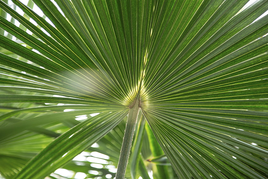 Close-up of vibrant green palm leaf with radial veins