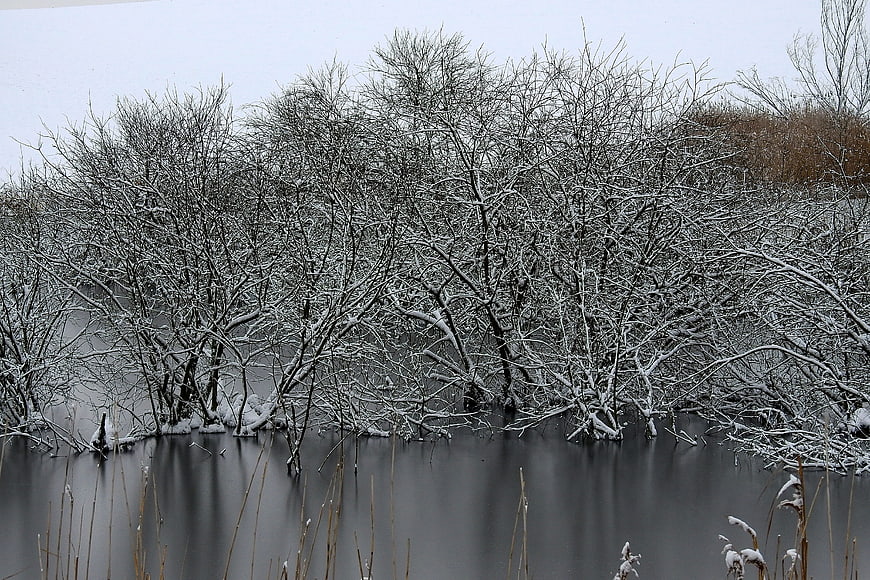 Snow-covered trees in a frozen winter landscape