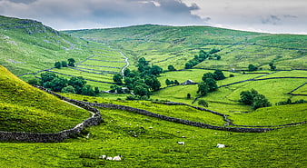 Rolling Green Hills and Dry Stone Walls in Yorkshire Dales