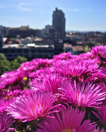 Vibrant Pink Flowers with Blurred City Skyline Background