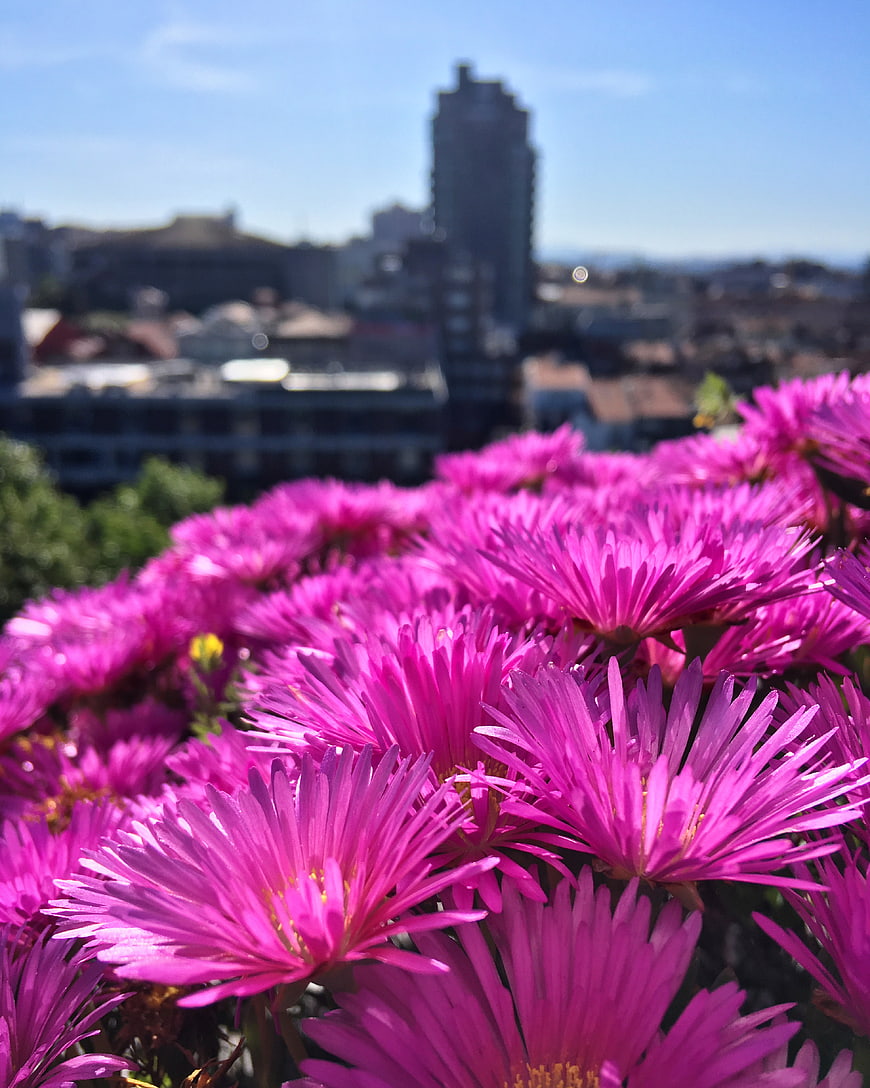 Vibrant Pink Flowers with Blurred City Skyline Background