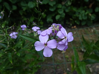 Close-up of purple matthiola incana flowers in a garden