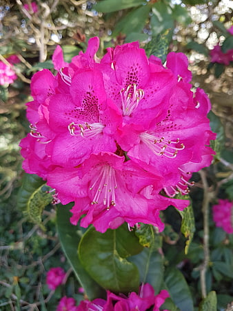 Vibrant Pink Rhododendron Flower Close-Up