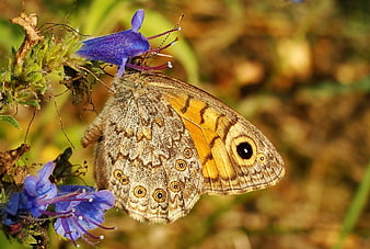 Close-up of Meadow Brown Butterfly on Purple Flower