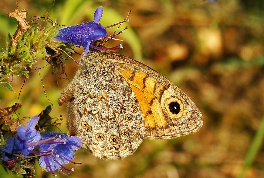 Close-up of Meadow Brown Butterfly on Purple Flower