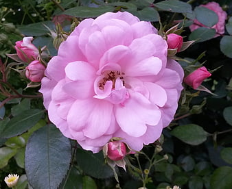 Close-up of a blooming pink rose with buds