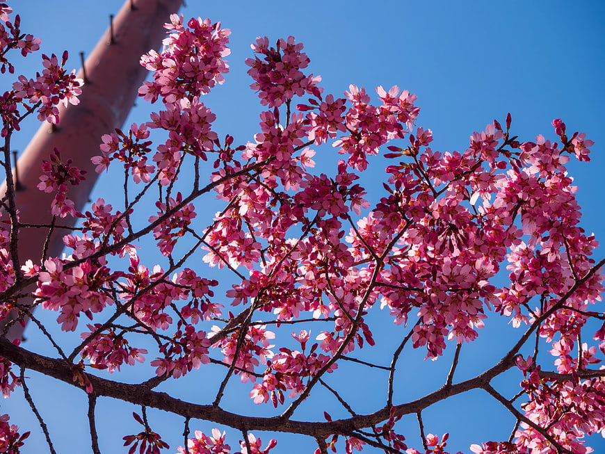 Pink Cherry Blossoms Against Clear Blue Sky
