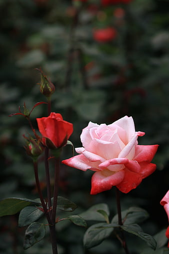 Pink and red roses with raindrops in a dark garden