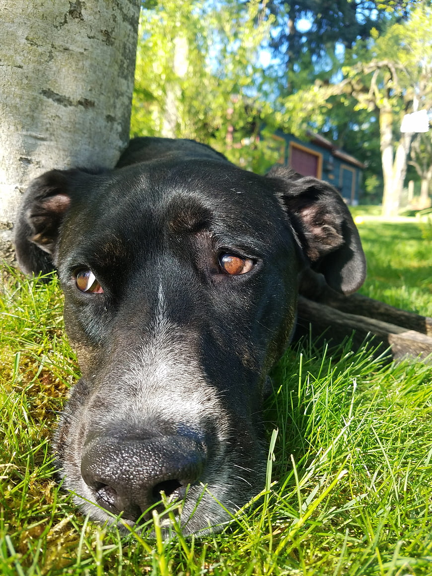 Close-up of a black dog resting on green grass in sunlight