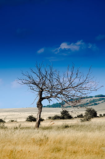 Lone Dead Tree in Dry Grassland Under Blue Sky