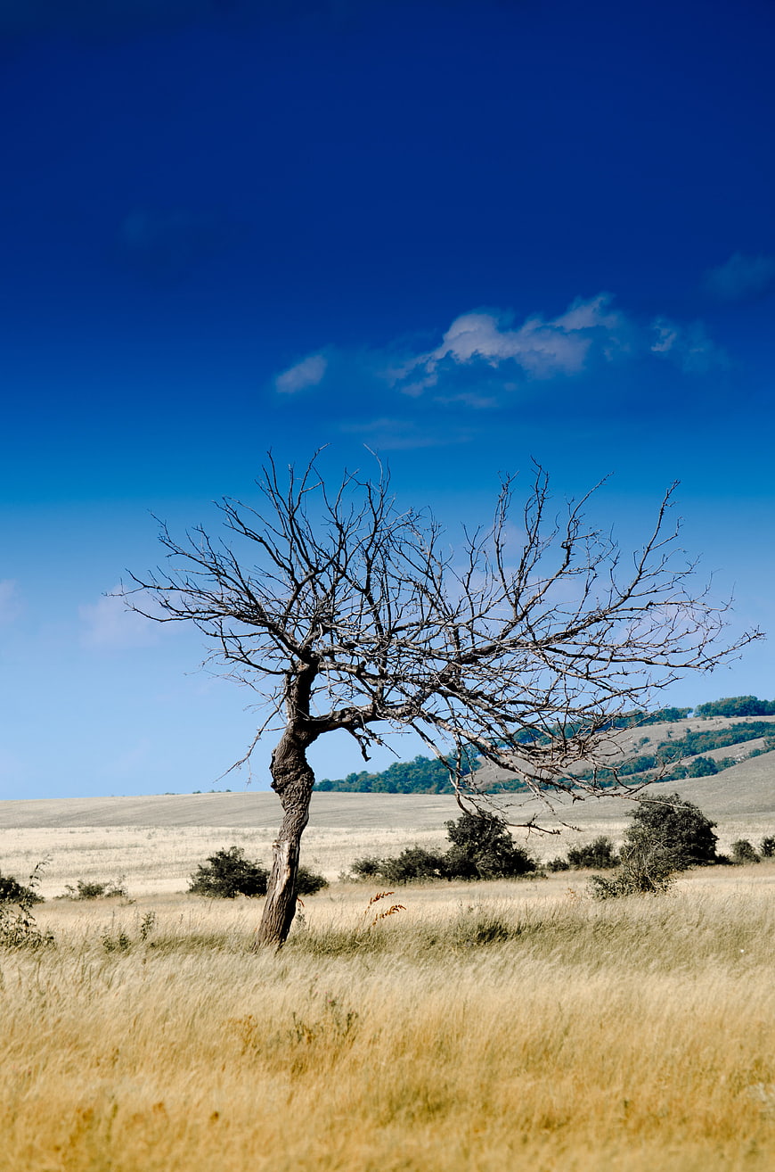 Lone Dead Tree in Dry Grassland Under Blue Sky