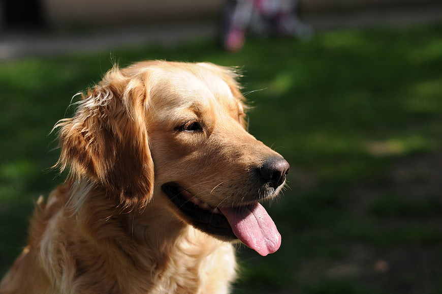 Golden Retriever Dog Panting in Sunlight