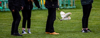 Barn Owl Flying Past People's Legs on Grass