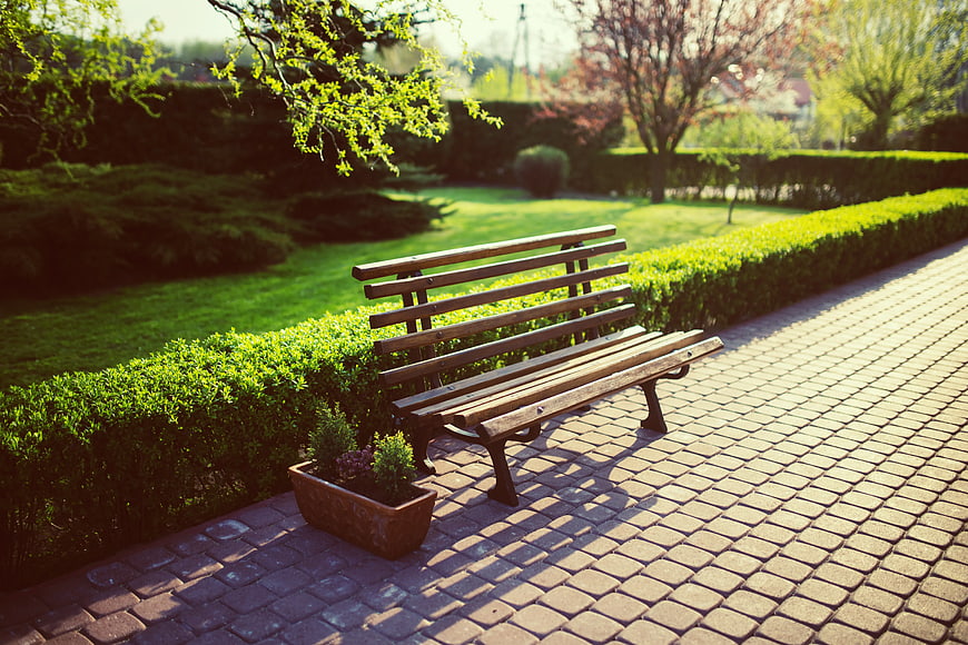 Empty wooden bench in a sunny garden with green hedges