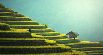 Rice Terraces with Farmer and Hut in Misty Mountains