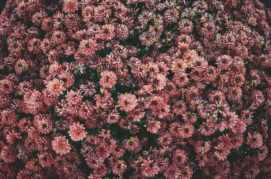 Top View of Dense Pink Chrysanthemum Flower Bed