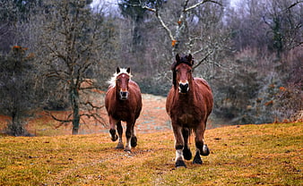 Two brown horses galloping in a rustic autumn pasture