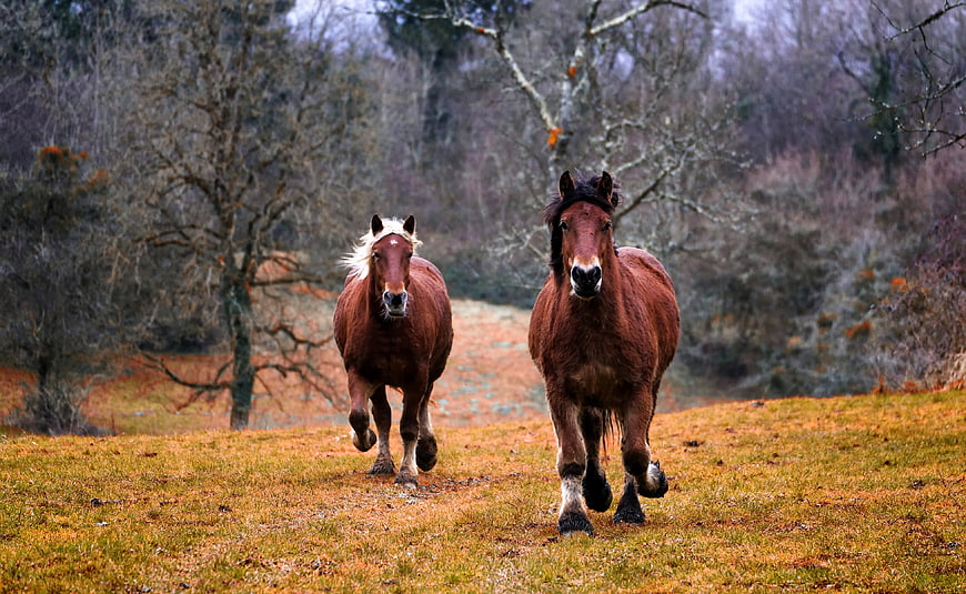 Two brown horses galloping in a rustic autumn pasture