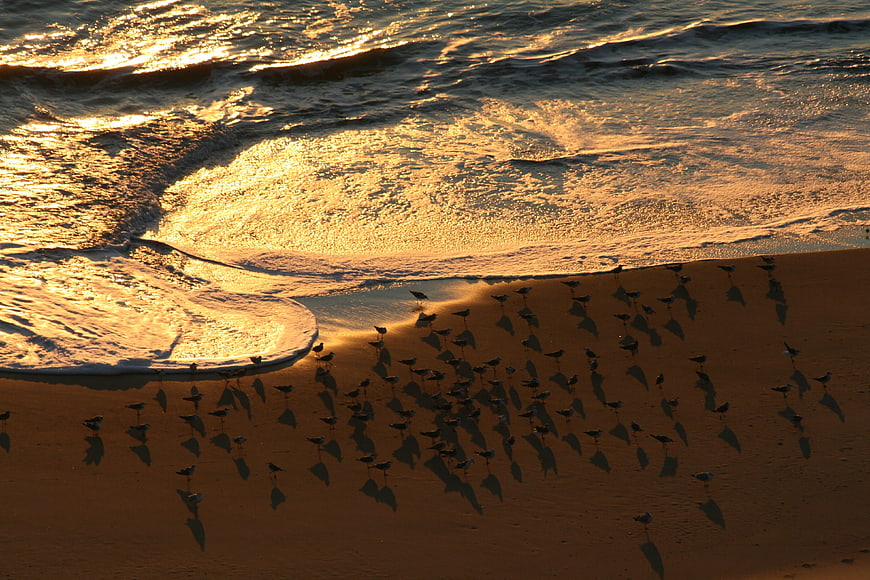 Seagulls on Sandy Beach at Golden Hour Sunset