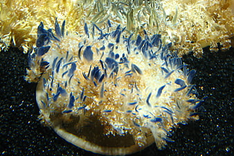 Close-up of Blue and Yellow Sea Anemone Underwater