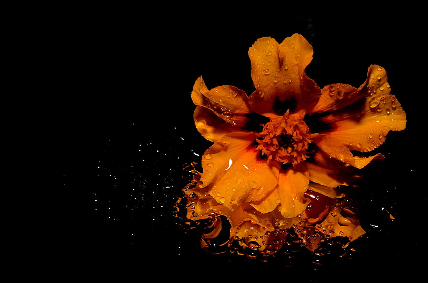Vibrant Orange Flower With Water Droplets On Black Background