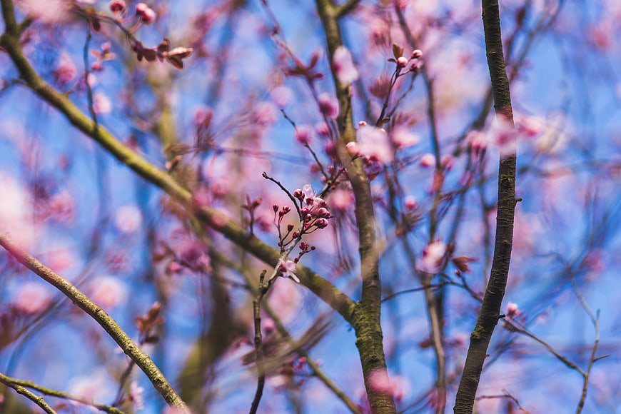 Pink cherry blossom branches against blue sky