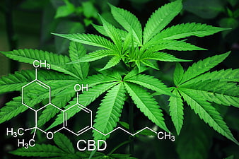 Cannabis plant with CBD chemical structure overlay