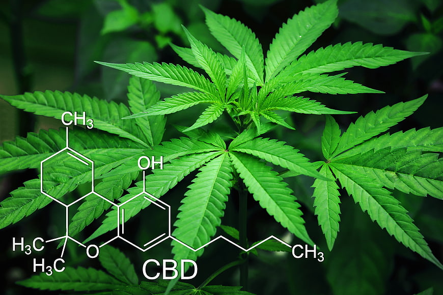 Cannabis plant with CBD chemical structure overlay