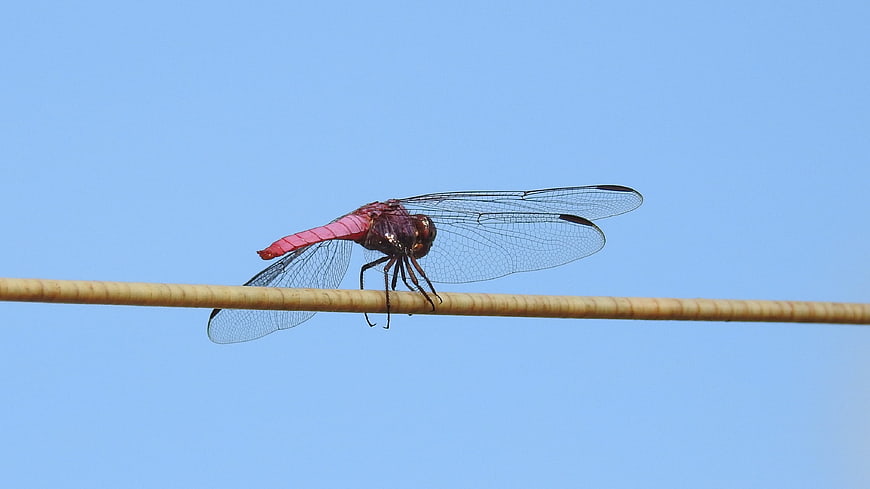Red dragonfly perched on a reed against a blue sky