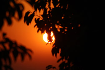 Sunlight filtering through dark tree leaves at sunset