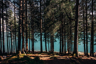 Alpine Lake View Through Tall Pine Trees