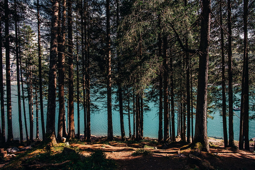 Alpine Lake View Through Tall Pine Trees