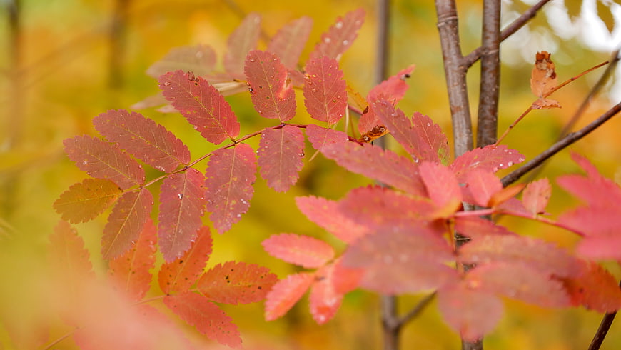 Close-up of Red Autumn Leaves with Yellow Bokeh Background