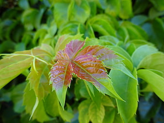 Close-up of vibrant red and green ivy leaves in nature