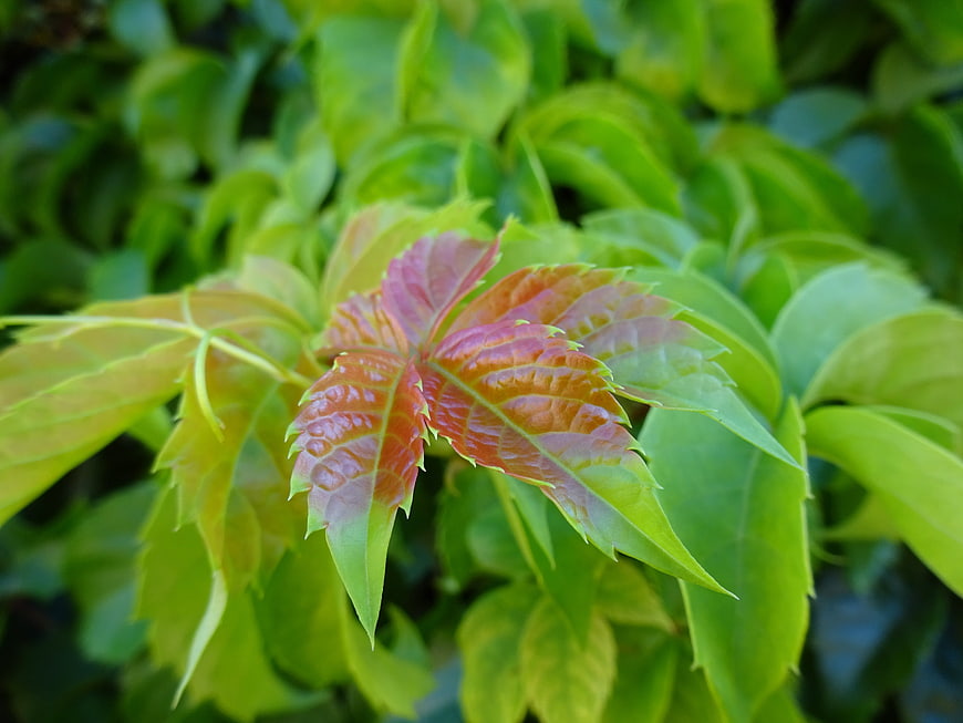 Close-up of vibrant red and green ivy leaves in nature
