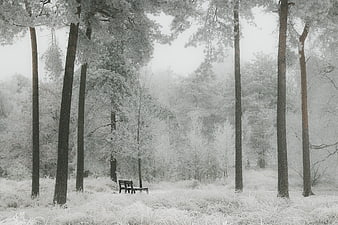Infrared Forest with Snowy Trees and Wooden Bench